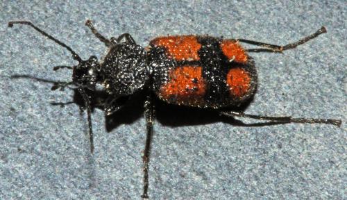 Panagaeus bipustulatus